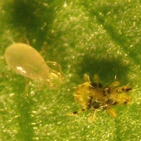 Amblyseius andersoni Foto prodotto