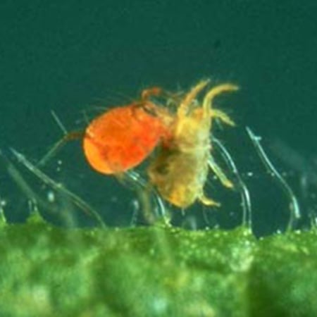 Phytoseiulus persimilis Foto prodotto