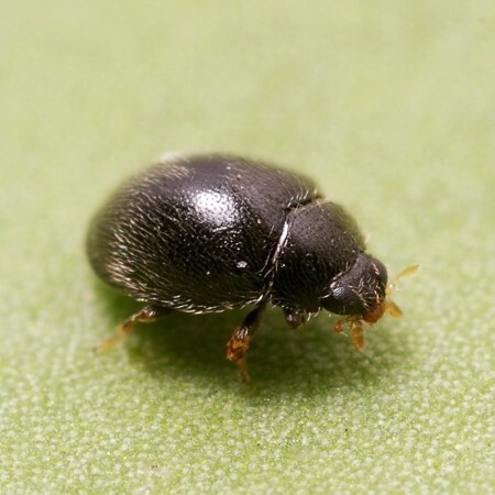 Stethorus punctillum Foto prodotto