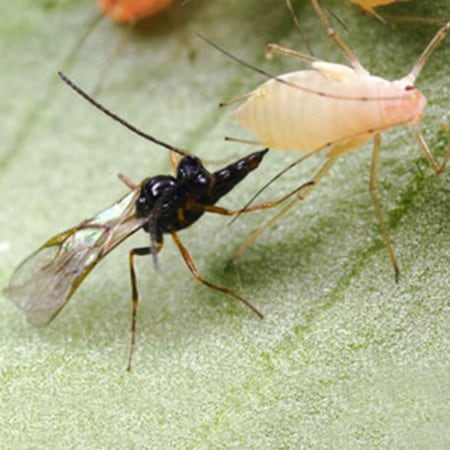 Aphidius ervi Foto prodotto