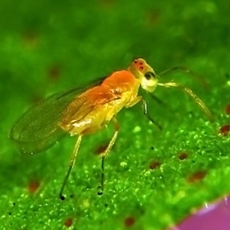Eretmocerus eremicus Foto prodotto
