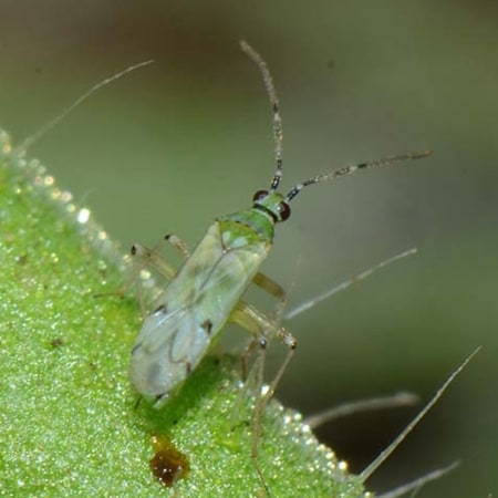 Nesidiocoris tenuis Foto prodotto