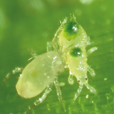 Amblyseius swirskii Foto prodotto