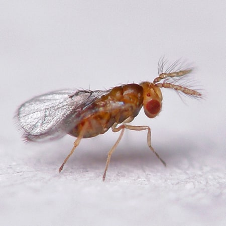 Trichogramma brassicae (Trichox B) Foto prodotto