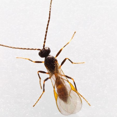 Aphidius matricariae Foto prodotto