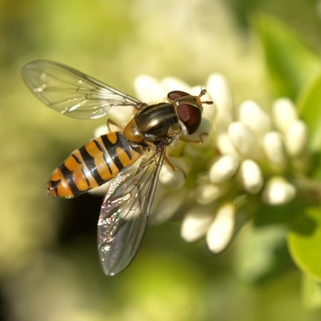 Episyrphus balteatus Foto prodotto