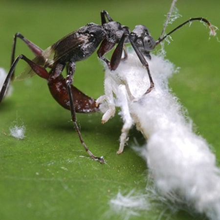 Neodryinus typhlocybae Foto prodotto
