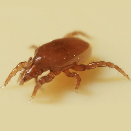Macrocheles robustulus Foto prodotto