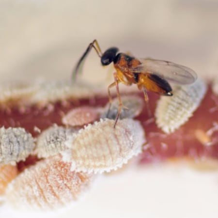 Leptomastix dactylopii Foto prodotto