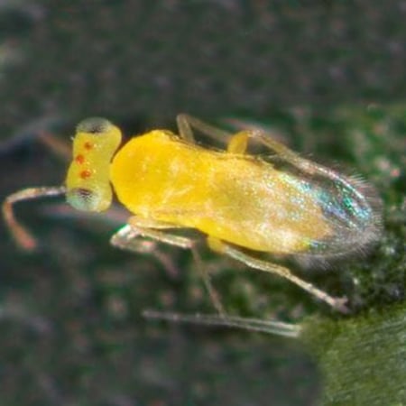 Eretmocerus mundus Foto prodotto