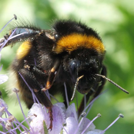 Bombus terrestris Foto prodotto