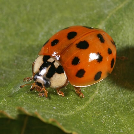 Harmonia axyridis Foto prodotto