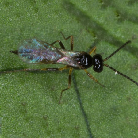 Lysiphlebus testaceipes Foto prodotto