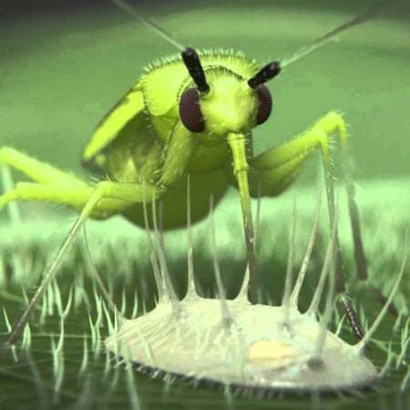 Macrolophus caliginosus Foto prodotto