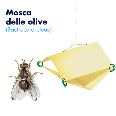 Traptest (Bactrocera oleae) Foto prodotto
