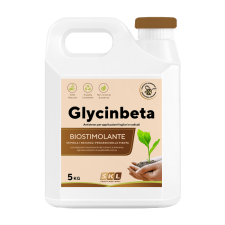 Glycinbeta Foto prodotto